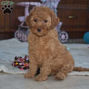 Kyle, Miniature Poodle Puppy